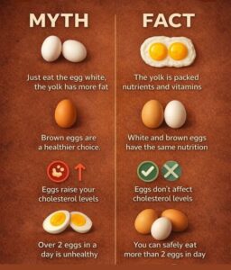 egg